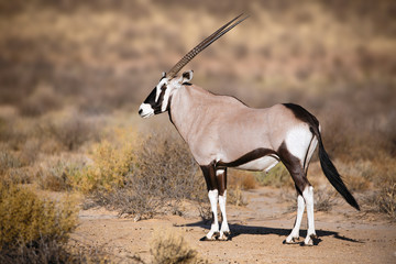 gemsbok portrait in the kgalagadi park south africa, oryx gazella