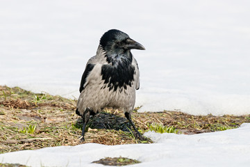 Hooded crow (Corvus cornix) sitting on ground on thawed patch on lawn in early spring looking for food. Common urban bird in wildlife.