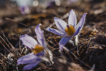 Canvas Print - Spring purple pasqueflower