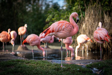 Flamingos In Frankfurt Zoo
