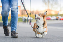 Welsh Corgi Pembroke Dog Walking Nicely On A Leash With An Owner During A Walk In The City