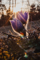 Wall Mural - spring purple pasqueflower