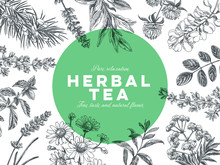 Vector Hand Drawn Tea Herb Illustration.