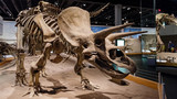 Fototapeta  - Triceratops