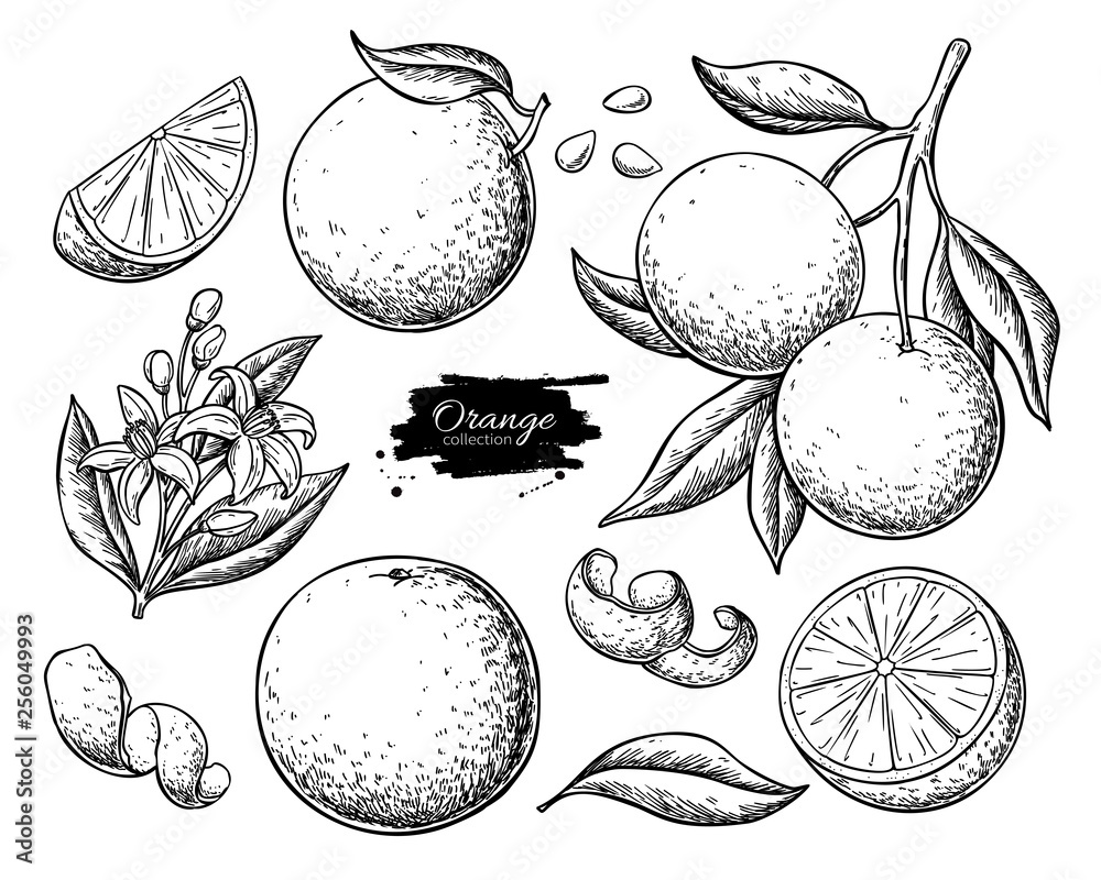 Orange fruit vector drawing set. Summer food engraved  illustration. - obrazy, fototapety, plakaty 