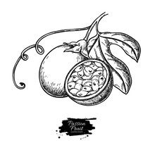 Passion Fruit Vector Drawing. Hand Drawn Tropical Food Illustration. Engraved Summer Passionfruit.