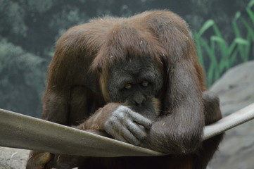 Sticker - Close up of an orangutan