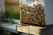 © Natalie Faye - Bees swarm on a hive box in an apiary colony