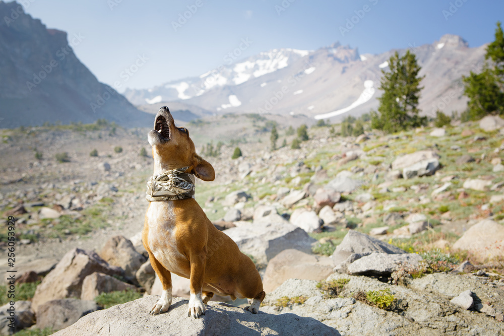 Chihuahua stands on rock and howls