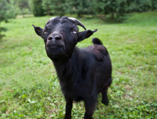 Young funny black goat on green grass