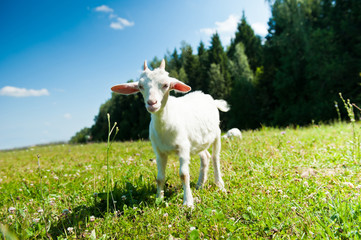 A young goat grazing in a meadow