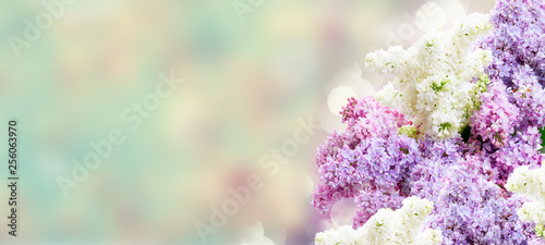 Fresh lilac flowers