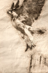 Poster - Sketch of a Red-Tailed Hawk Taking to Flight