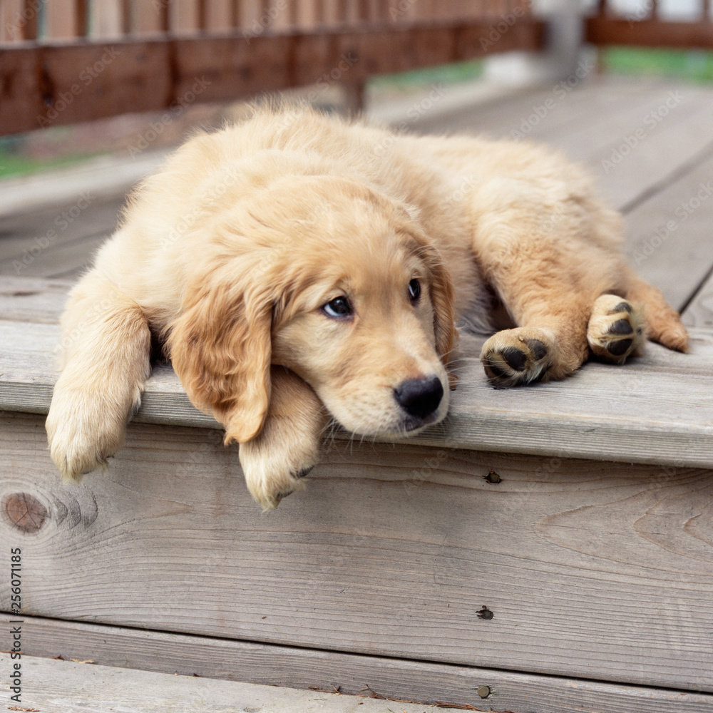 Golden lab labrador retriever puppy pet with sad, sulky, pouting  expression. Cute, funny, bad, bored dog. Stock Photo | Adobe Stock, image size:1000x1000
