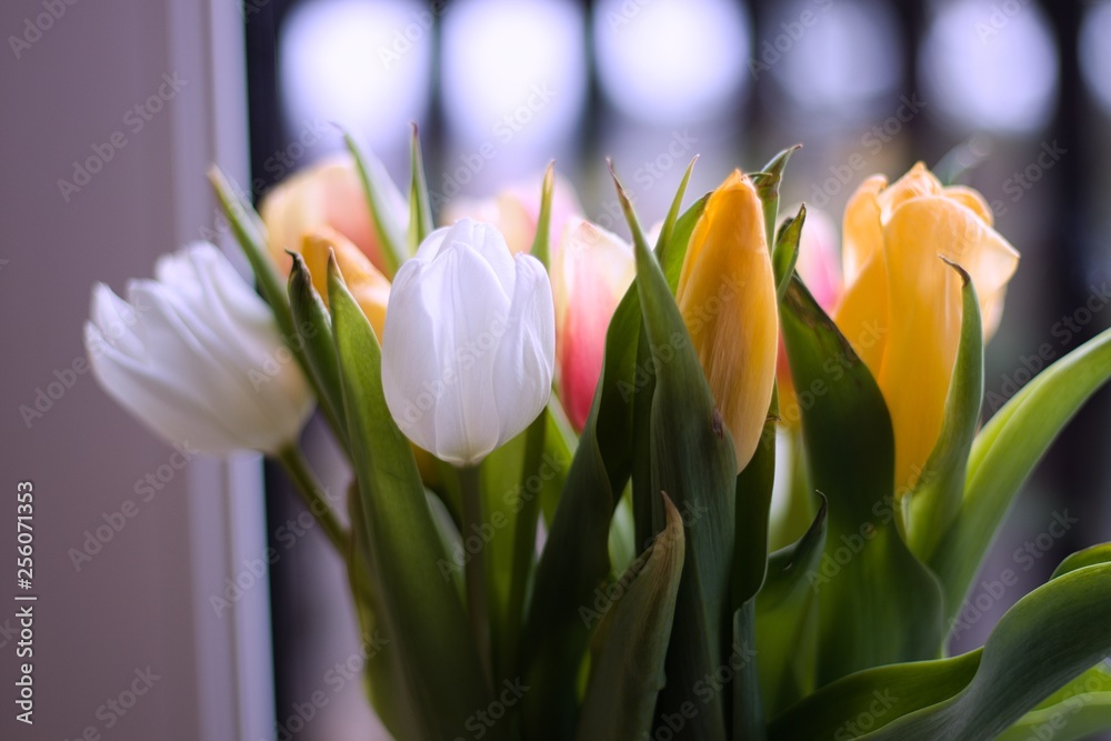 bukiet tulipanów na pięknie rozmytym tle - obrazy, fototapety, plakaty 