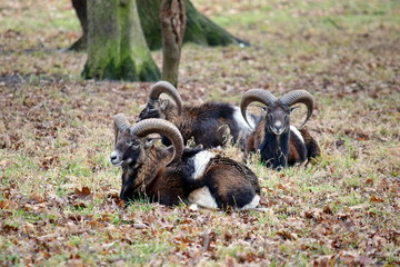 Wall Mural - Mouflon Herd Ovis Aries Musimon in Late Winter Forest Stock Photo