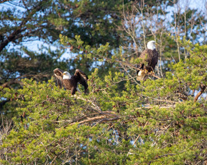 Bald eagles on nest