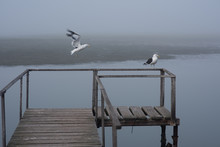 Seagull Landing On Old Wooden Deck