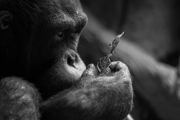 Close up Orangutan eating lettuce 