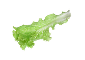 Wall Mural - lettuce isolated on white background