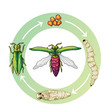 Emerald Ash Borer Life Stages (egg, larvae, pupae and adult)