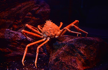Japanese Giant Spider Crab Swimming Underwater Aquariumun On The Rock Ocean