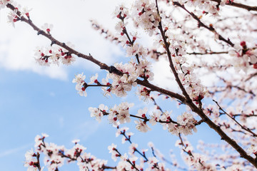 Close-up of white flowers on a cherry tree branch against a blue sky. Blooming plum in early spring.