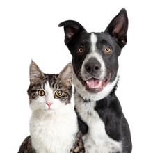 Happy Border Collie Dog And Tabby Cat Together Closeup