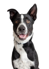 Wall Mural - Happy Smiling Border Collie Crossbreed Dog Closeup
