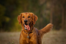 Golden Retriever Dog Outdoor Portrait In Field