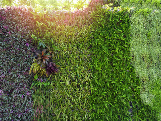 Sticker - Eco green plant background