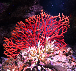 Flower sea living red coral reef growing on the rocks  marine life