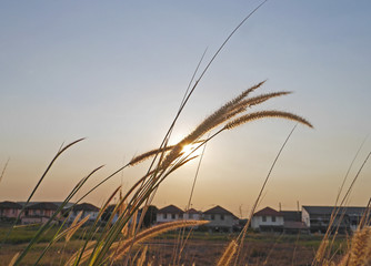 grass and blue sky