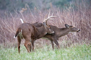 A pair of White Tailed Deer mating during the rutting season.