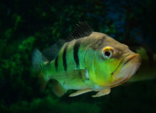 Butterfly Peacock Bass / Beautiful Cichlid Fish Tiger Pattern
