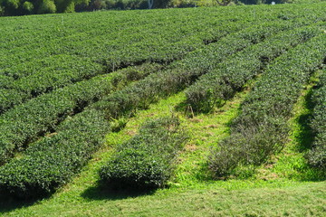 Wall Mural - Plantation de thé 