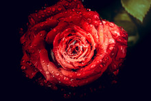 Beautiful Single Rose With Waterdrops On Black Background, Vintage Style