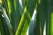 Phormium tenax new zealand flax green plant 