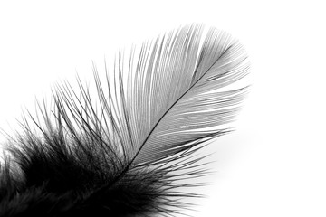 Soft black feather isolated on white