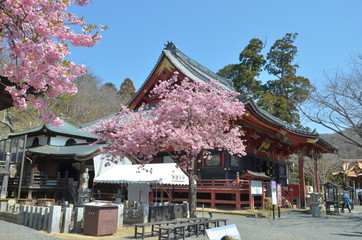 Wall Mural - 河津桜咲くお寺