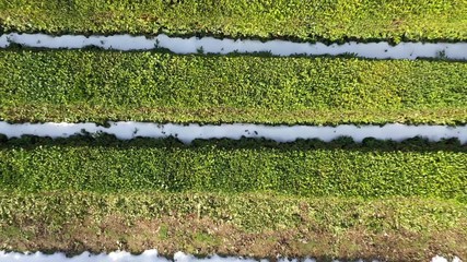 Wall Mural - Aerial photography with quadrocopter. Tea Plantation in Sochi, Krasnodar region. Top-down view of tea. Smooth rows of tea bushes from a bird's-eye view