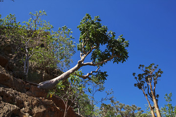 Wall Mural - Socotra island, Yemen, Indian ocean