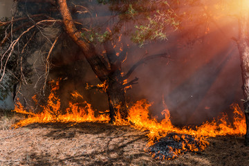 Wall Mural - Forest Fire, Wildfire burning tree in red and orange color.