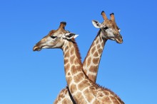 Zwei Giraffenbullen (giraffa Camelopardalis) Kämpfen Im Kgalagadi Nationalpark In Südafrika