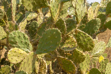 Wall Mural - green cactus bush with needles close up