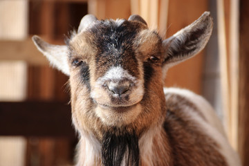 portrait of a goat