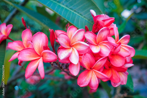 Pink plumeria flowers