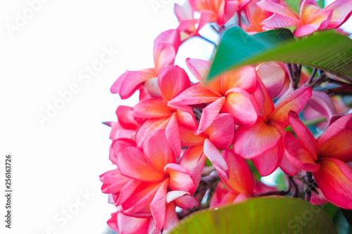 Pink plumeria flowers