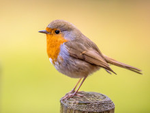 Cute Red Robin With Bright Background