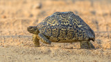 Fototapeta Konie - Leopard tortoise walking